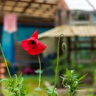 Mohn- Hut  (1)