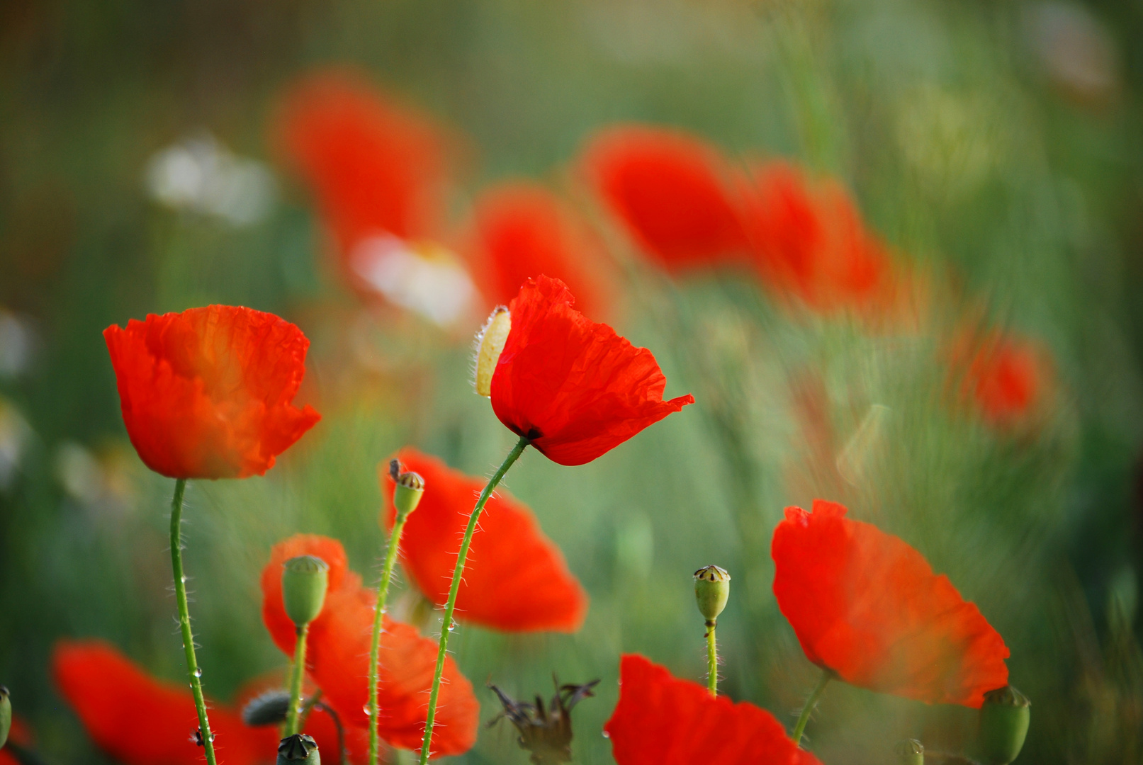 Mohn! I