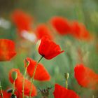 Mohn! I