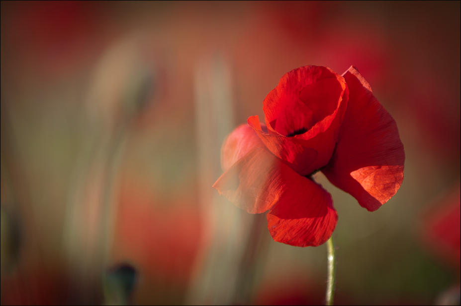 Mohn I.