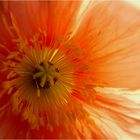 Mohn I