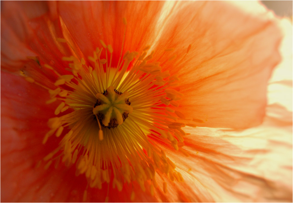 Mohn I