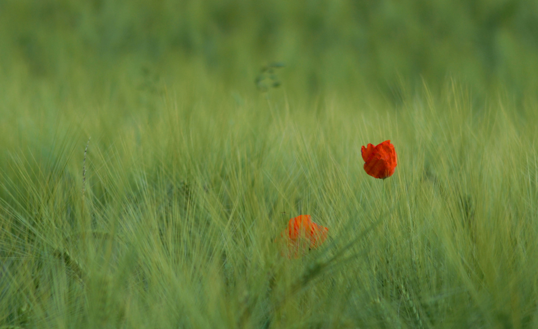 Mohn __|_I_