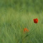 Mohn __|_I_