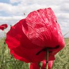 Mohn I