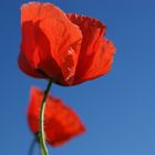 Mohn I