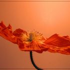 Mohn I (2)