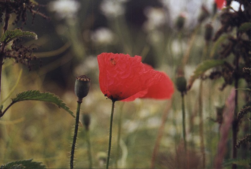 Mohn I