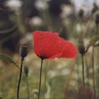 Mohn I