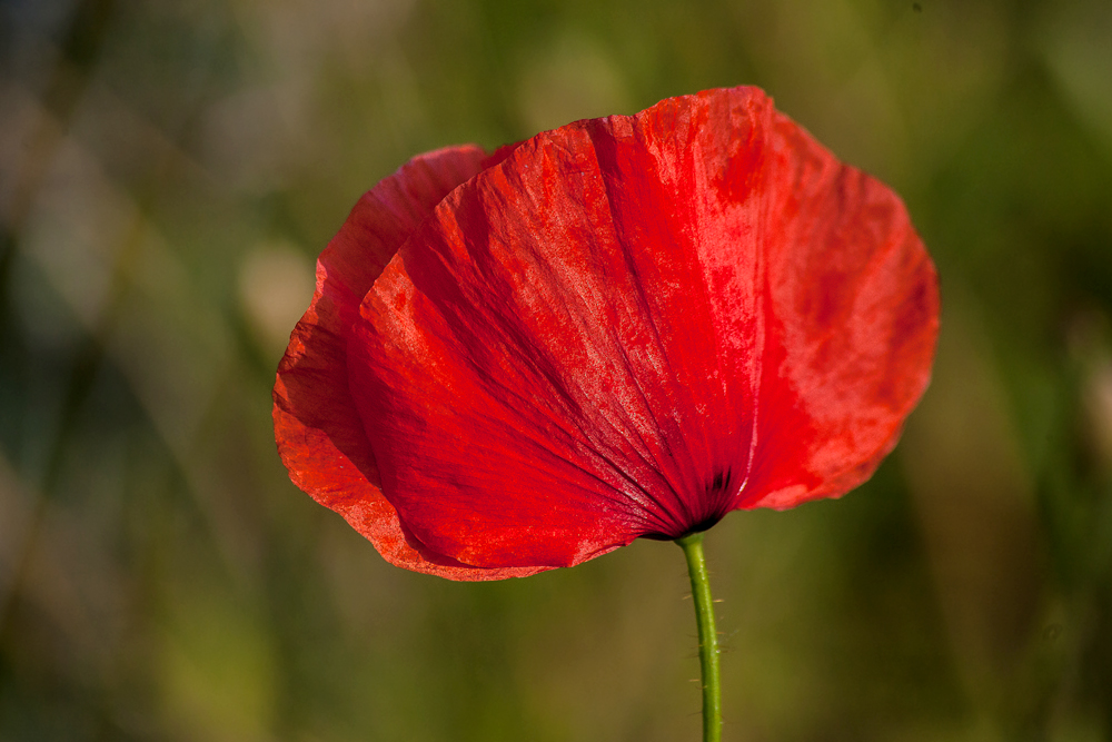 Mohn I