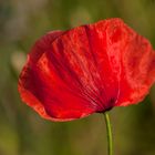 Mohn I