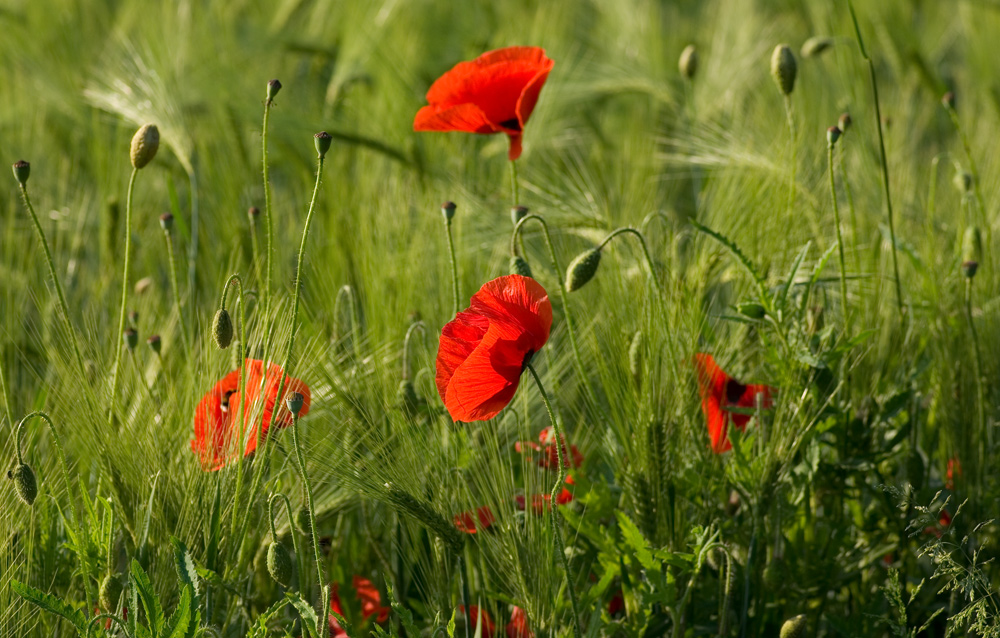 Mohn I