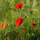 Mohn I