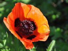 Mohn (I)