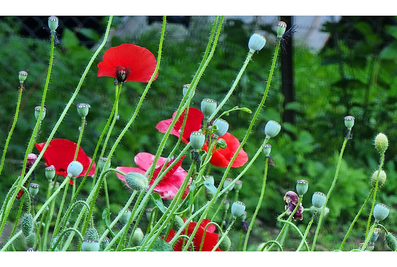 Mohn, I