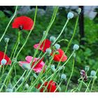 Mohn, I