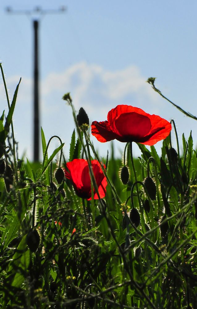 mohn I