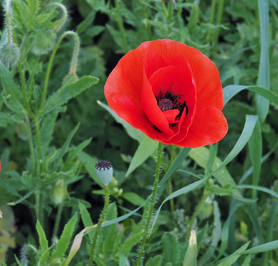 Mohn I....