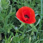 Mohn I....