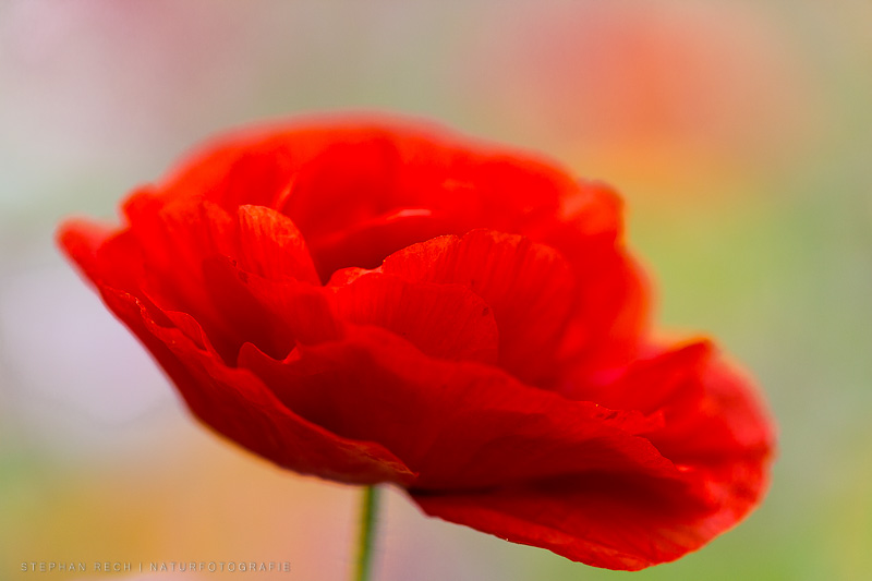 MOHN I