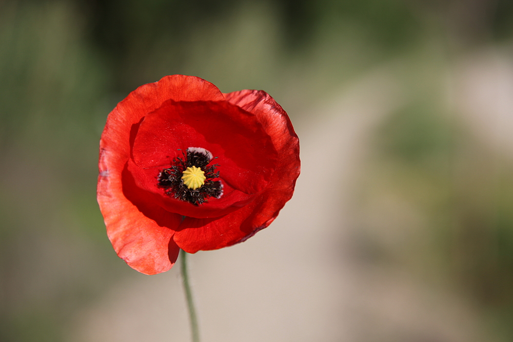 Mohn I