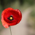 Mohn I