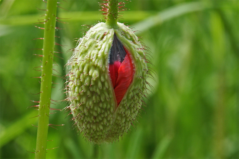 Mohn I