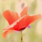 Mohn I