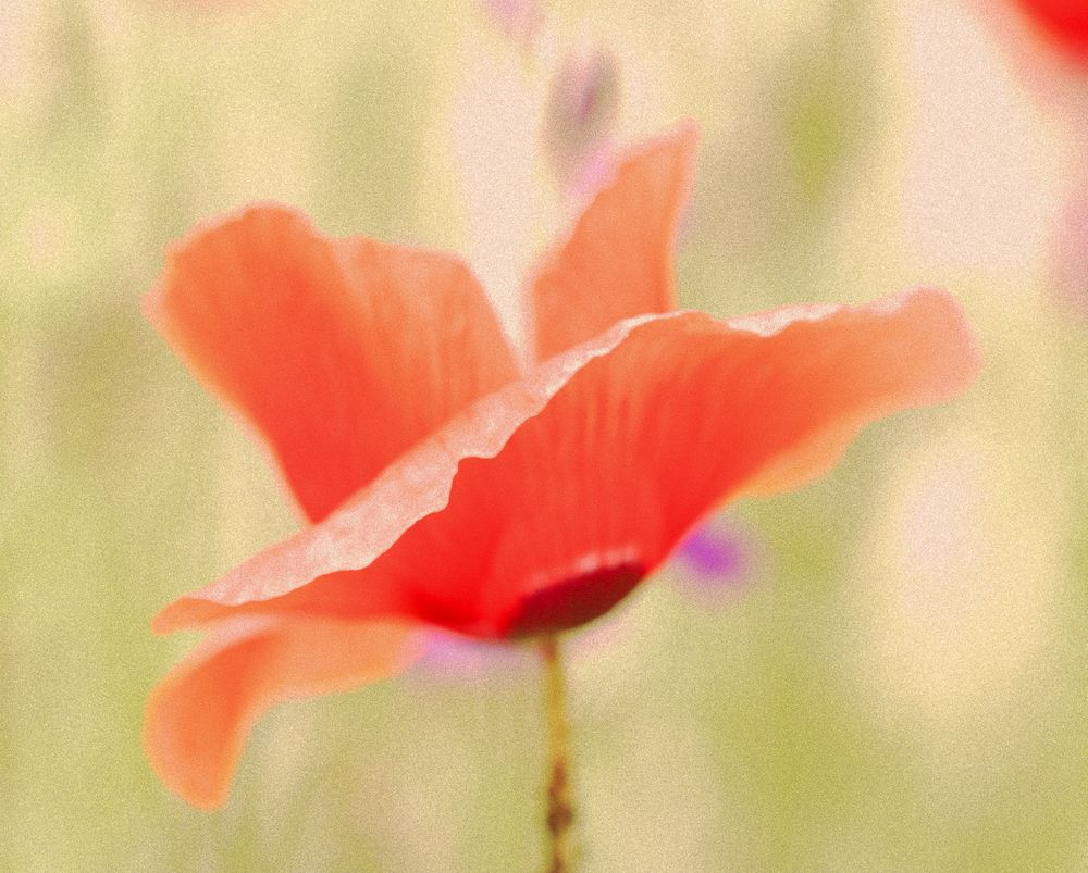 Mohn I