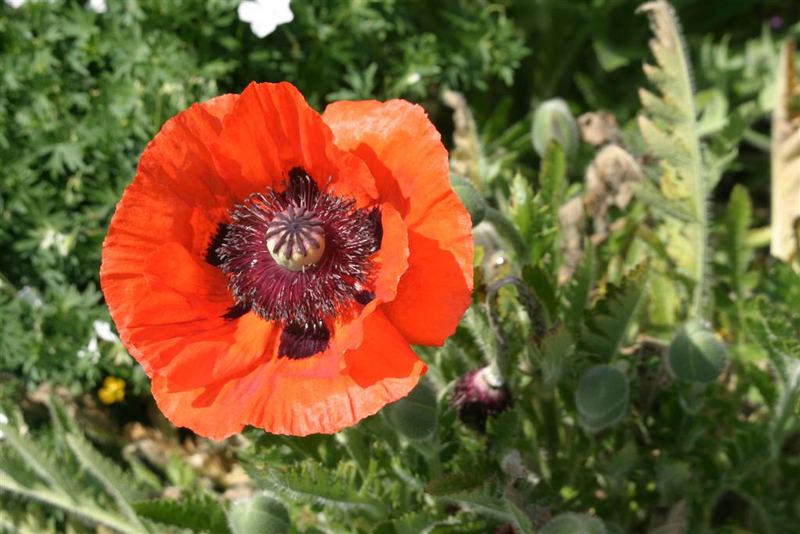 Mohn I