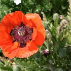 Mohn I