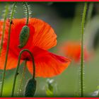 Mohn I