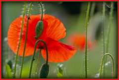 Mohn I