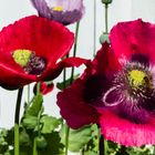 Mohn I