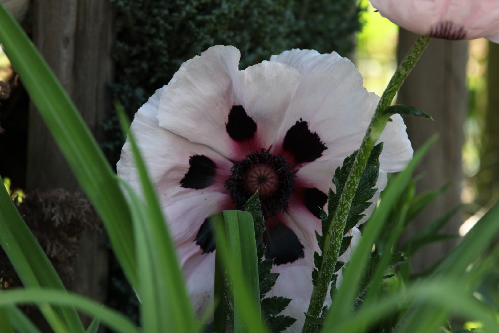 Mohn I