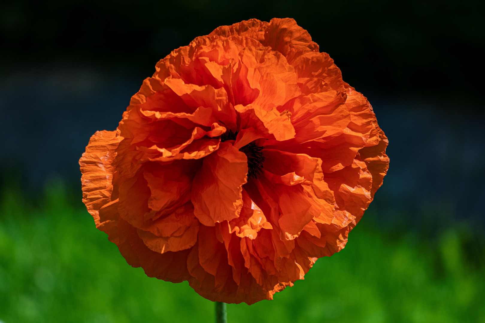 Mohn I