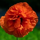 Mohn I