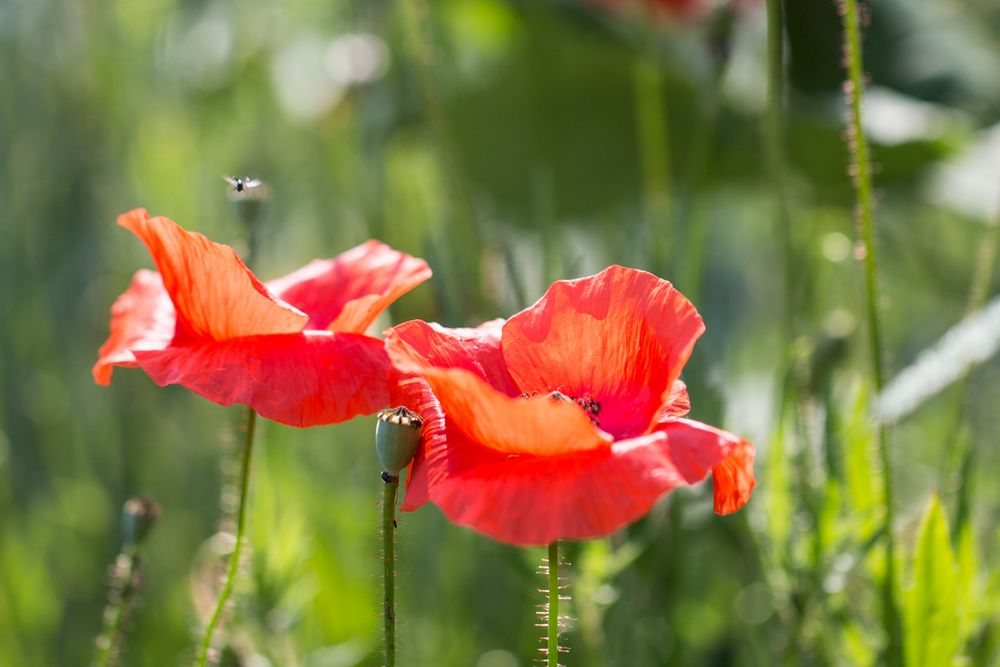 Mohn (I)