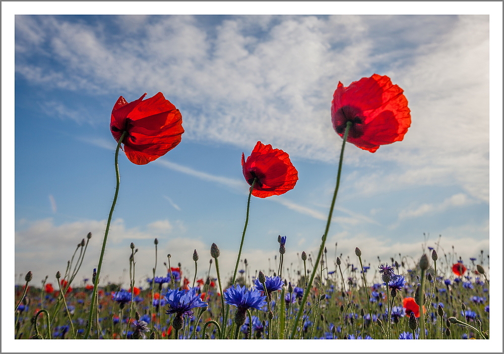 Mohn I