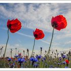 Mohn I