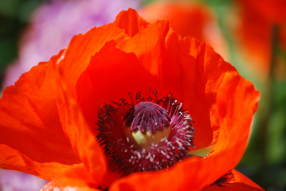 Mohn I