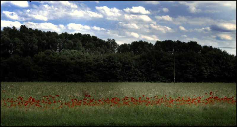 Mohn I