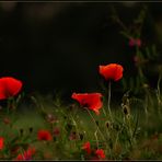 Mohn I...