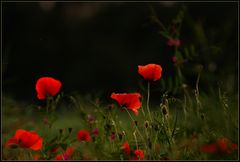 Mohn I...