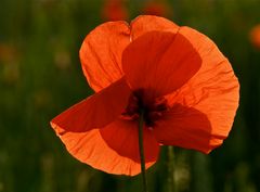 Mohn I