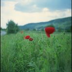 mohn I