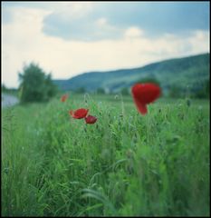 mohn I