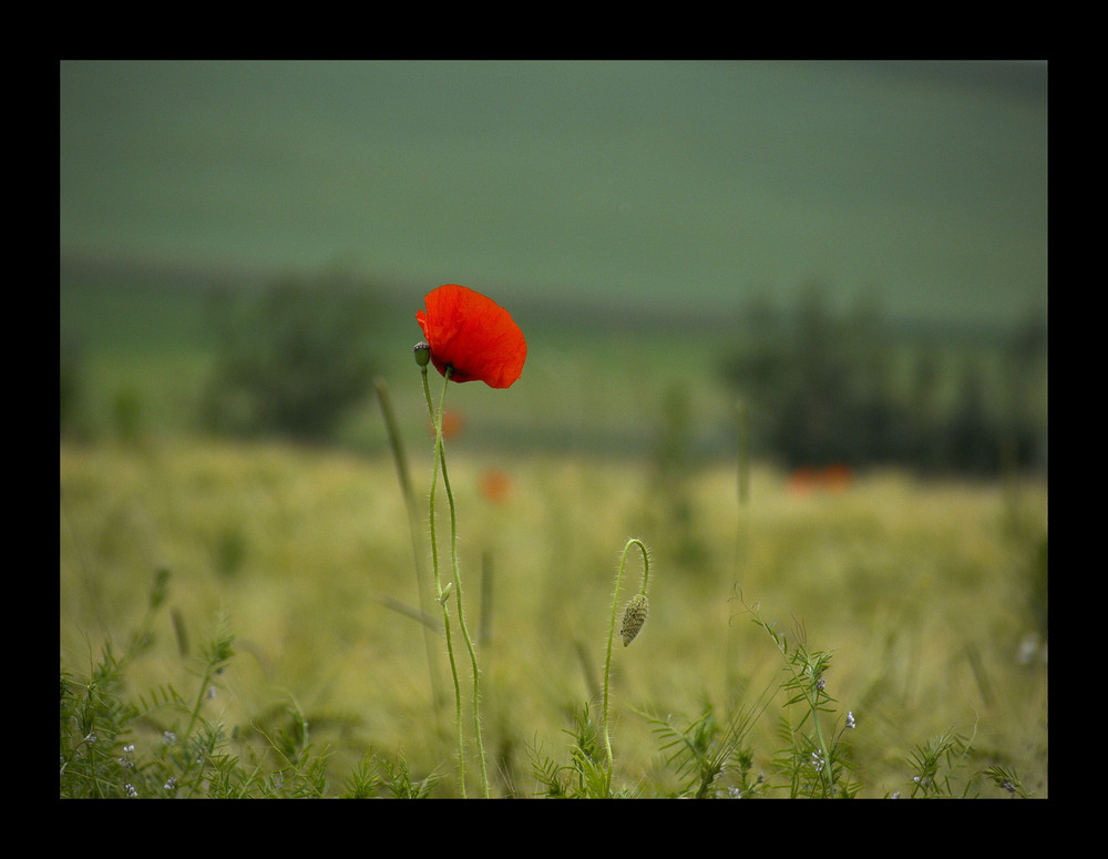 Mohn I