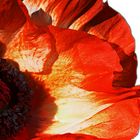 Mohn I