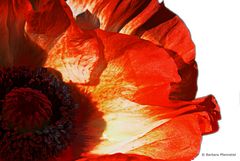 Mohn I